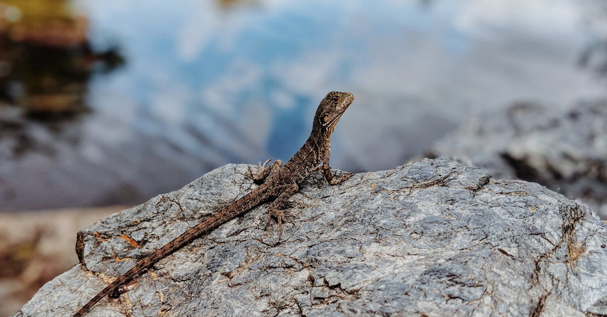 Chronic Illness Recovery: Heartfelt Acupuncture Testimonials