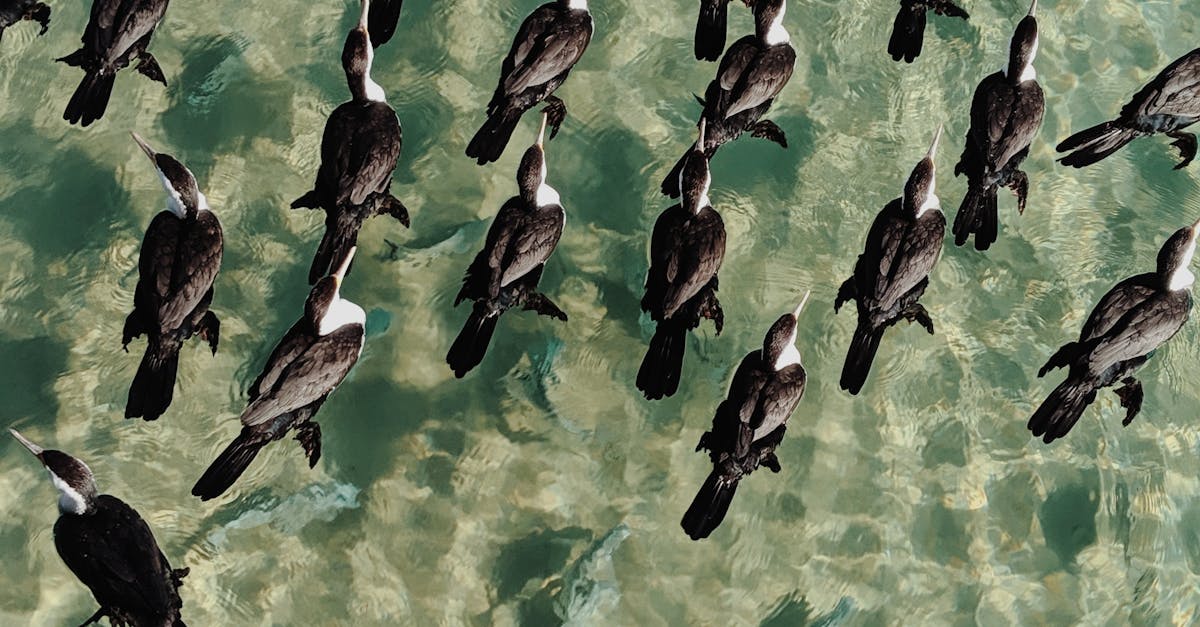 Comparing Electro-Acupuncture with Other Acupuncture Methods