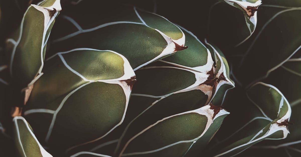 Exploring the Benefits of Electro-Acupuncture in Pain Management