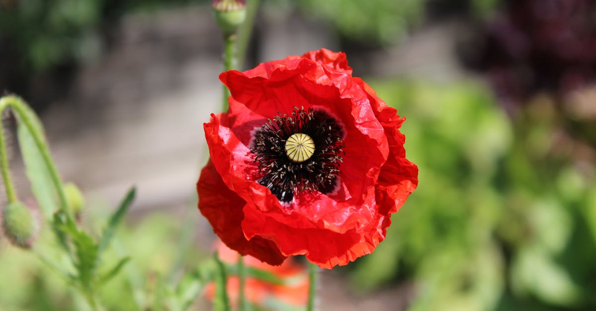 Importance of Ongoing Education for Acupuncturists in Brisbane