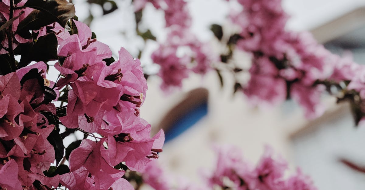 Overview of State-Specific Licensing Requirements for Acupuncture