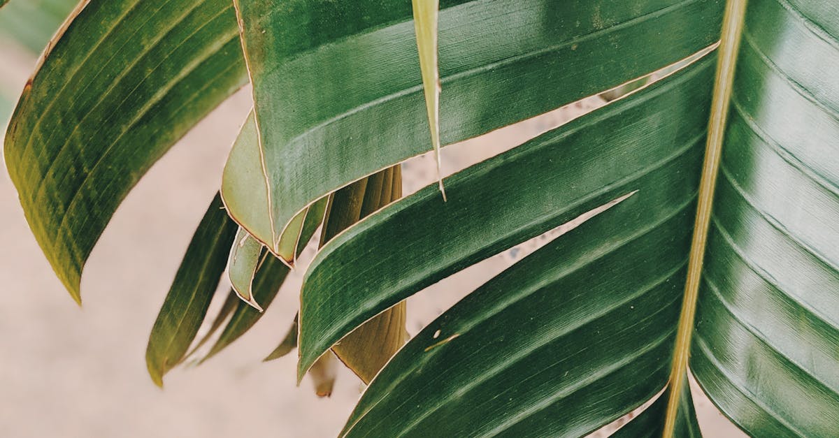 Ranking Brisbane's Acupuncture Clinics Based on Patient Feedback