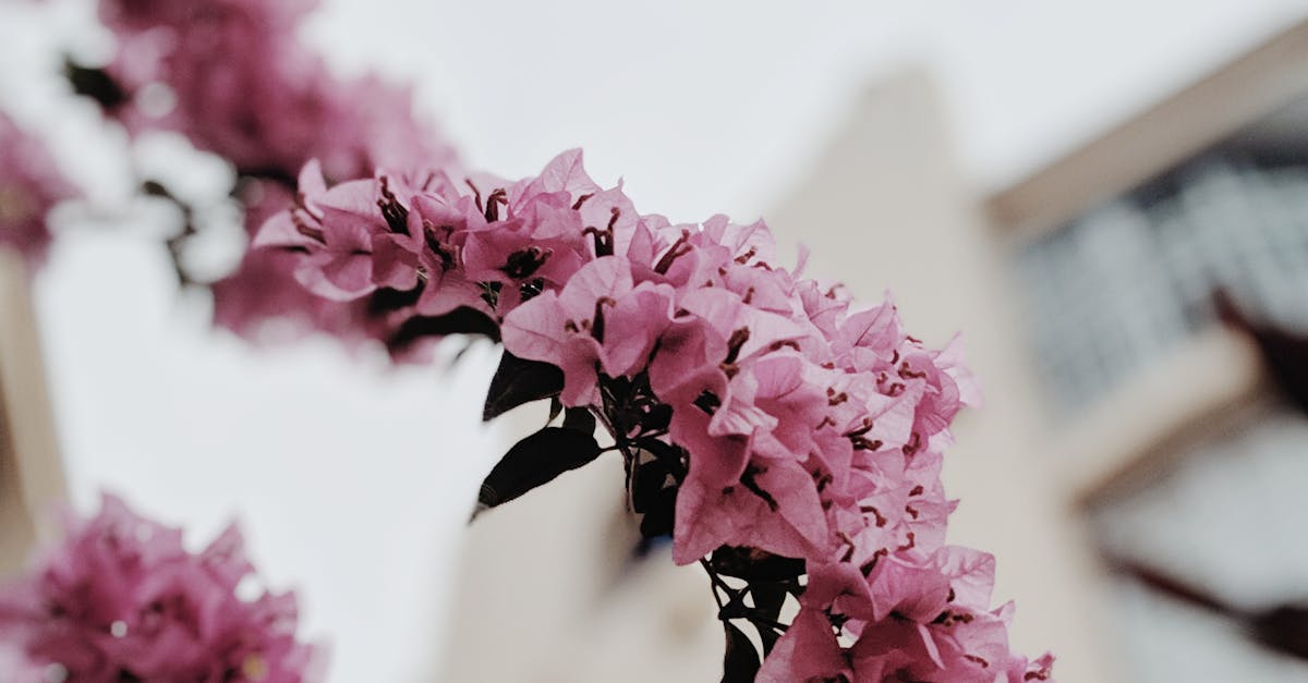 The Role of Qi in Traditional Chinese Medicine Acupuncture