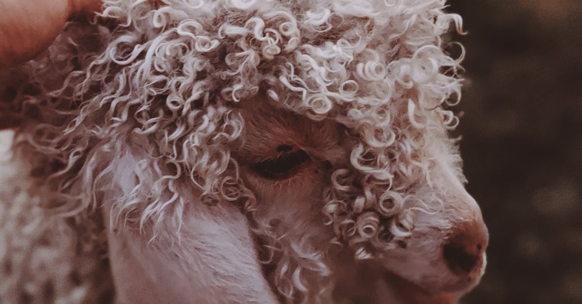 The Science Behind Moxibustion: What Brisbane Residents Should Know